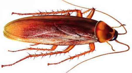 Eating cockroaches in China: Healing and delicious?