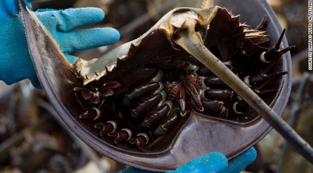Why this crab's blood could save your life - PHOTO