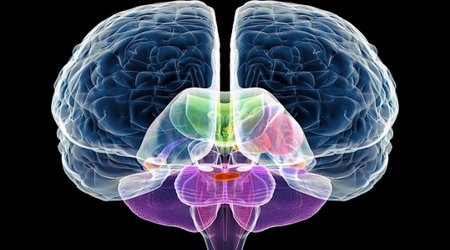 Brain injury in the womb might be root of autism