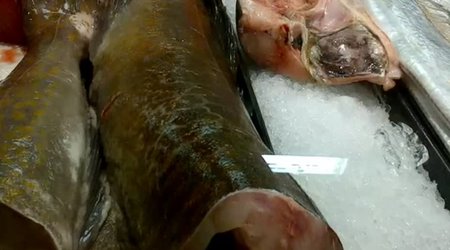 Headless fish comes back to life - VIDEO