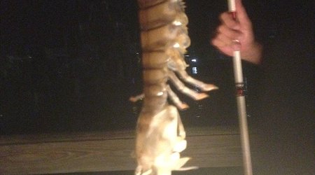 Fisherman reels in 18-inch mystery species - PHOTO