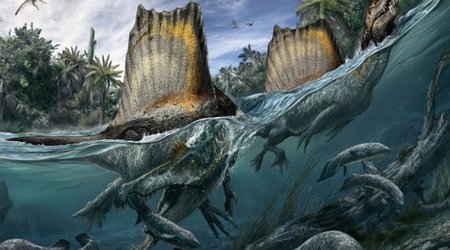 'Giant swimming dinosaur' unearthed