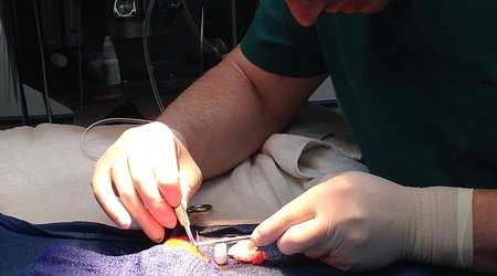 Would you perform life-saving surgery on your GOLDFISH? - PHOTO