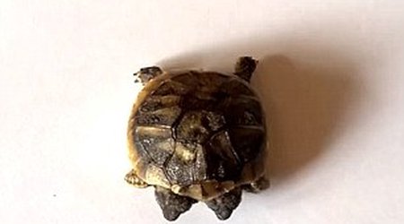 DOUBLE-HEADED tortoise born in Denmark - PHOTO+VIDEO