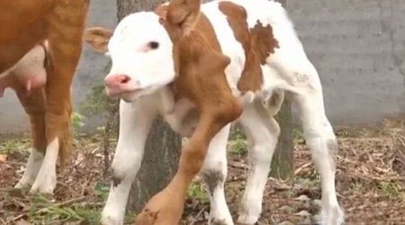Six-legged calf is born in China - PHOTO