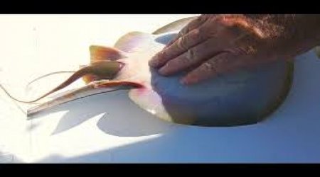 Fisherman Helps Stingray Give Birth - VIDEO