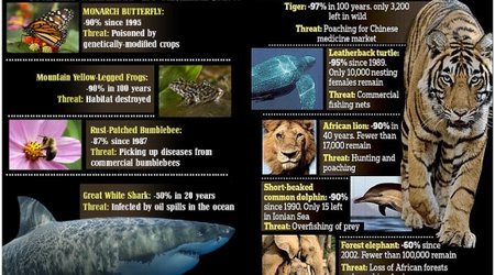 HALF the world's wild animals have disappeared in 40 years - PHOTO