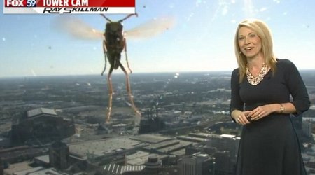 When insects attack!