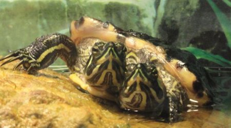 World's weirdest animals - PHOTO+VIDEO