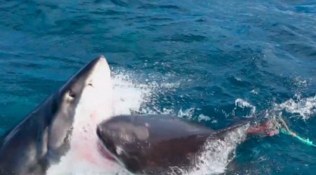 Viral Video of the Day: Great White Shark Deathmatch - VIDEO