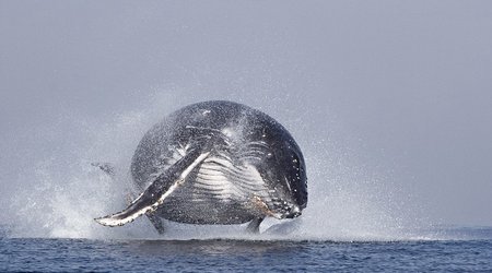 The whale who thought he could fly - PHOTO