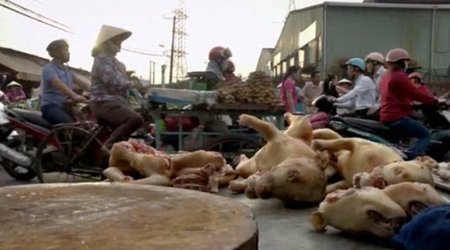 Inside the world of Vietnam's brutal dog-meat industry - PHOTO+VIDEO