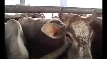 The disgusting treatment of dairy cows and their calves - VIDEO