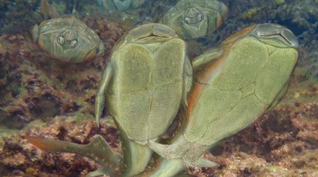 Ancient Scottish fish 'first to have sex' - BBC