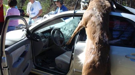 WARNING! Animals on the Road. Compilation - VIDEO
