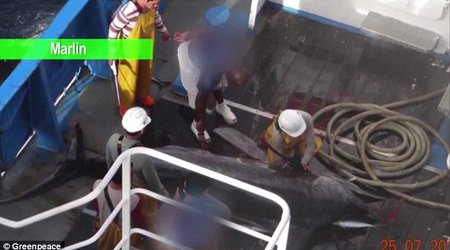 Greenpeace video shows horrific fishing methods used to catch fish - PHOTO+VIDEO