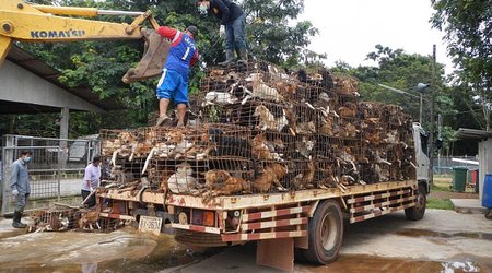 Dispatch from the frontline of the war against Thailand's medieval dog meat trade - PHOTO+VIDEO