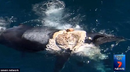 Man says he jumped ondead whale because he thought 'it would be funny' - PHOTO+VIDEO