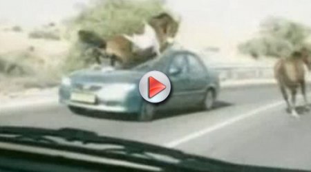 Horse runs over a car - VIDEO