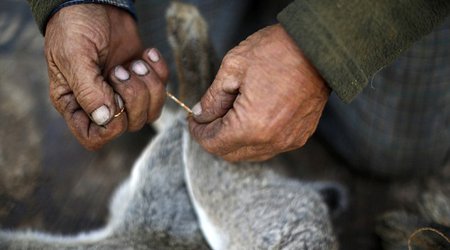 Teacher sparks outrage by killing and skinning a RABBIT in class - PHOTO