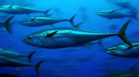 Food and fuel pursuit pushing animals to extinction