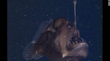 The elusive Black Seadevil is finally ready for its closeup - VIDEO