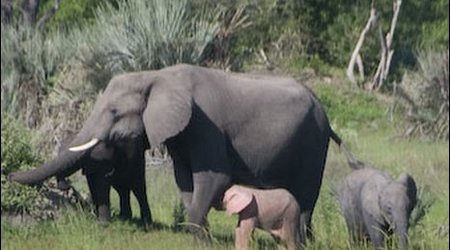 Pink elephant is caught on camera - PHOTO