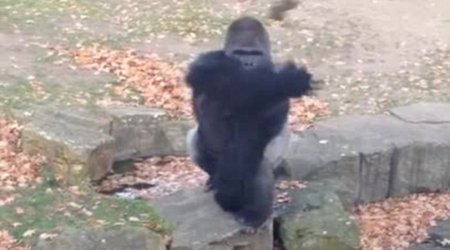 Angry ape throws rock at tourists - VIDEO