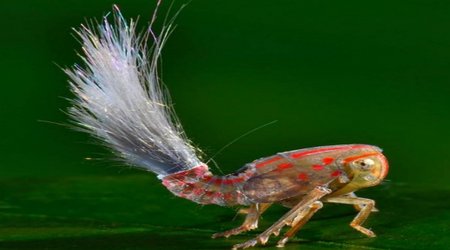 Bizarre bug that looks like a TROLL