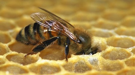 Can honey bees really be trained to detect cancer in ten minutes?