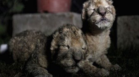 Lion cubs born in Gaza zoo die two days after birth