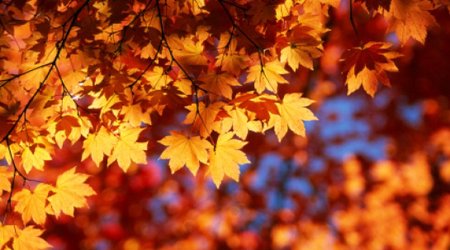 No rain forecast in Baku on Nov. 23