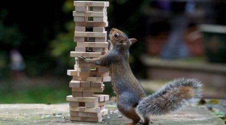 Squirrel ruins family’s game of Jenga while looking for popcorn - PHOTO
