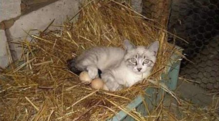What are you doing there, cat? - PHOTO