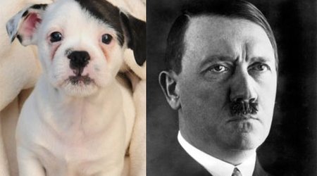 Patch the puppy is a dead ringer for the Fuhrer - PHOTO