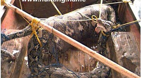 Snake eats pig alive - PHOTO+VIDEO