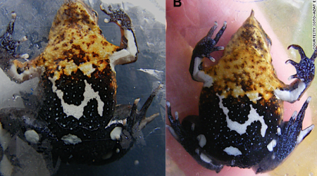 Mutant fungus croaks frog named after Darwin