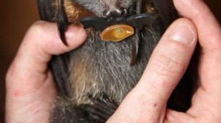 Orphaned baby flying foxes find a new home - PHOTO