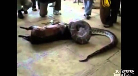 Python swallowes a deer alive, then spits it out - VIDEO