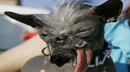 Elwood, crowned 'World's Ugliest Dog', has died aged 8
