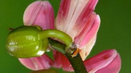 Plant or predator? - PHOTO