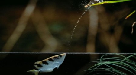 The fish that spits to kill - VIDEO