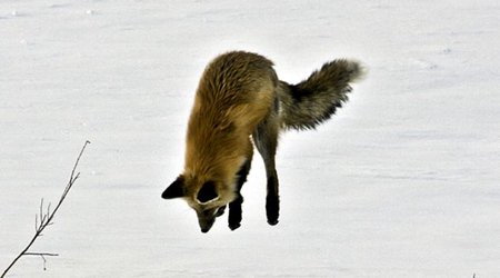 Dive for your dinner - PHOTO