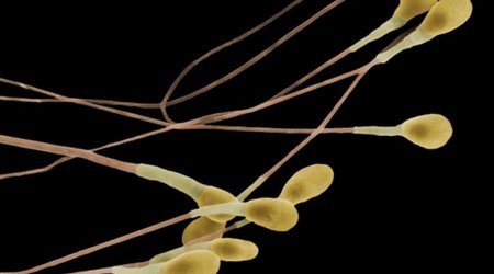 Male pill keeps sperm 'in storage' during sex - BBC