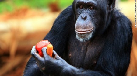 Chimps should be recognized as 'legal persons,' lawsuits claim