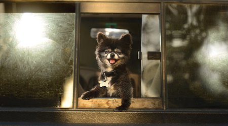 Delirious animals just love hanging their heads out of car windows - PHOTO