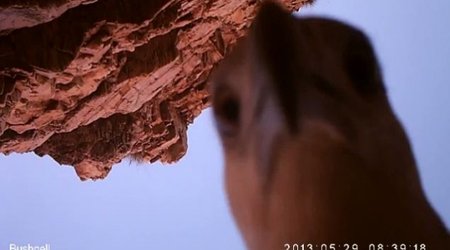 An eagle's eye