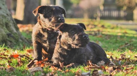 When a Westie finds love with a rottweiler