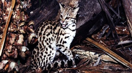 Cryptic new species of wild cat identified in Brazil - PHOTO