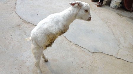 Cancer patient travels a lot to buy two-legged goat - PHOTO